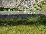 image of grave number 313167